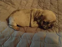 Ghost, a male French Bulldog for sale in Stantonsburg, NC – Photo 1 of 9