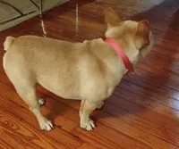 Ghost, a male French Bulldog for sale in Stantonsburg, NC – Photo 9 of 9