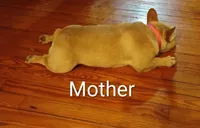 Ghost, a male French Bulldog for sale in Stantonsburg, NC – Photo 8 of 9