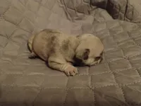 Ghost, a male French Bulldog for sale in Stantonsburg, NC – Photo 3 of 9