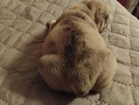 Ghost, a male French Bulldog for sale in Stantonsburg, NC – Photo 4 of 9