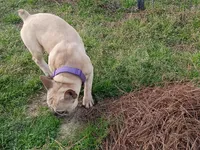 Ghost, a male French Bulldog for sale in Stantonsburg, NC – Photo 7 of 9