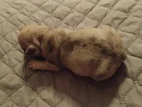 Ghost, a male French Bulldog for sale in Stantonsburg, NC – Photo 2 of 9