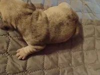 Ghost, a male French Bulldog for sale in Stantonsburg, NC – Photo 5 of 9