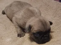 Commador - Silver Pug, a male Pug for sale in Stantonsburg, NC – 2 of 3