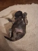 Stormy, a female Pug for sale in Stantonsburg, NC – 4 of 5