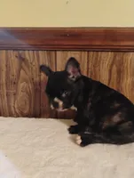 Hugo, a male French Bulldog for sale in Stantonsburg, NC – 5 of 10