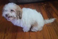 Weston, a male Shih Tzu for sale in Stantonsburg, NC – 2 of 4