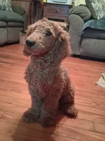 Clifford, a male Poodle - Toy  for sale in Stantonsburg, NC – 4 of 5