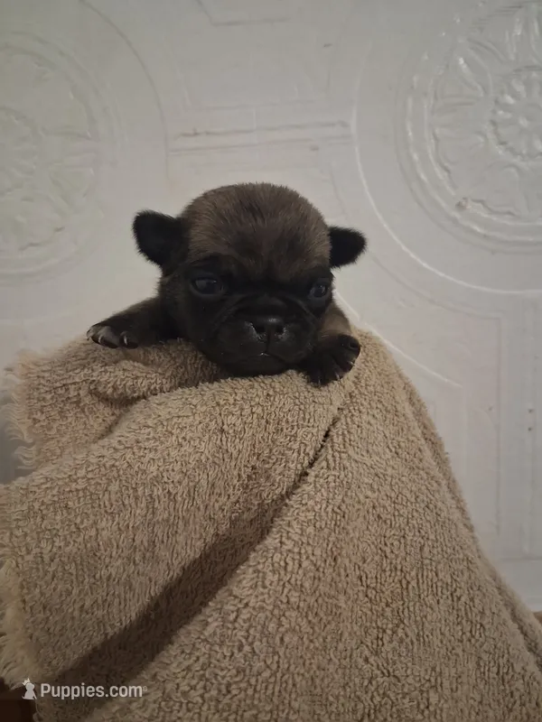 Buttercup – Pug puppy for sale in Stantonsburg, NC