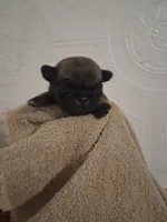 Buttercup, a female Pug for sale in Stantonsburg, NC – 1 of 5