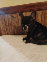 Hugo, a male French Bulldog for sale in Stantonsburg, NC – 4 of 10