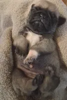Lila, a female Pug for sale in Stantonsburg, NC – 2 of 4