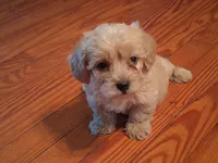 Benjy, a male Shihpoo for sale in Stantonsburg, NC – 6 of 7