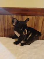 Hugo, a male French Bulldog for sale in Stantonsburg, NC – 2 of 10