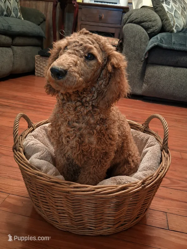 Clifford – Poodle - Toy  puppy for sale in Stantonsburg, NC