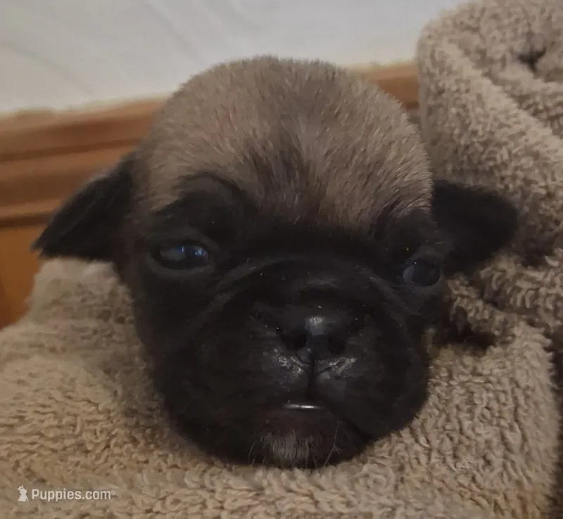 Roscoe – Pug puppy for sale in Stantonsburg, NC