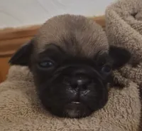 Roscoe, a male Pug for sale in Stantonsburg, NC – 1 of 4