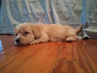 Benjy, a male Shihpoo for sale in Stantonsburg, NC – 3 of 7