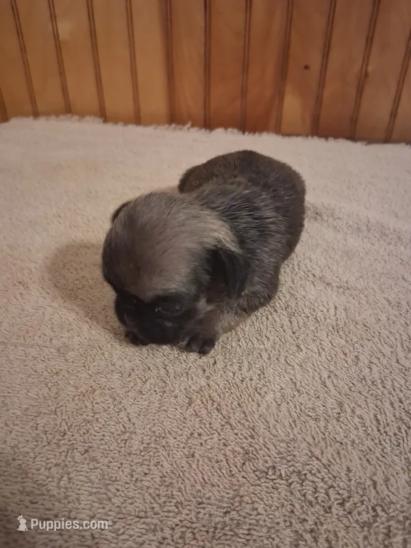 Stormy – Pug puppy for sale in Stantonsburg, NC