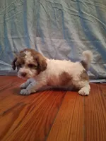 Weston, a male Shihpoo for sale in Stantonsburg, NC – 7 of 9