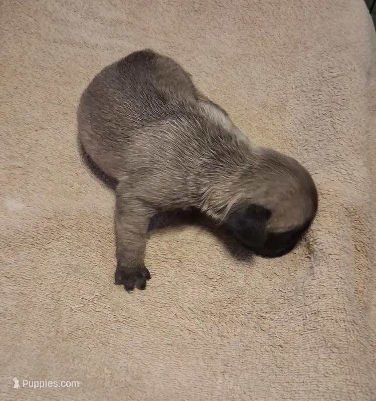 Joy - Silver Pug – Pug puppy for sale in Stantonsburg, NC