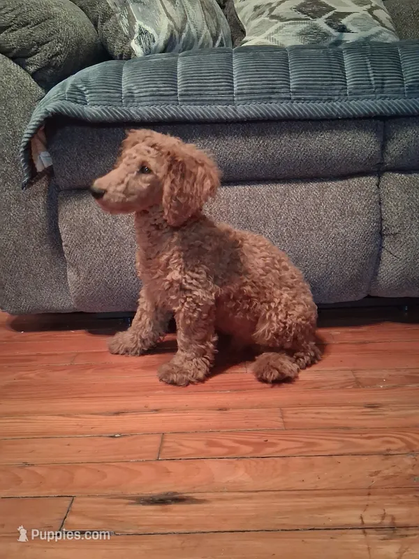 Clifford – Poodle - Toy  puppy for sale in Stantonsburg, NC