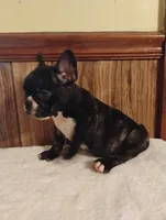 Hugo, a male French Bulldog for sale in Stantonsburg, NC – 6 of 10