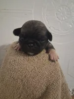 Sunshine, a female Pug for sale in Stantonsburg, NC – 4 of 5