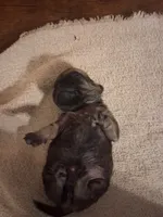 Stormy, a female Pug for sale in Stantonsburg, NC – 3 of 5