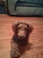 Clifford, a male Poodle - Toy  for sale in Stantonsburg, NC – 5 of 5