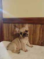 Ghost, a male French Bulldog for sale in Stantonsburg, NC – 1 of 10