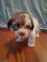Weston, a male Shih Tzu for sale in Stantonsburg, NC – 5 of 7
