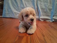 Benjy, a male Shihpoo for sale in Stantonsburg, NC – 5 of 7