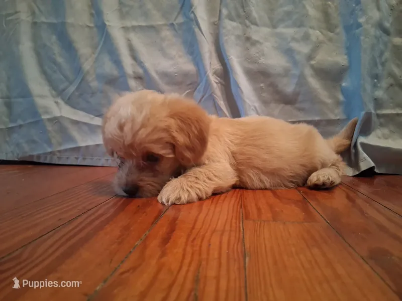Benjy – Shihpoo puppy for sale in Stantonsburg, NC