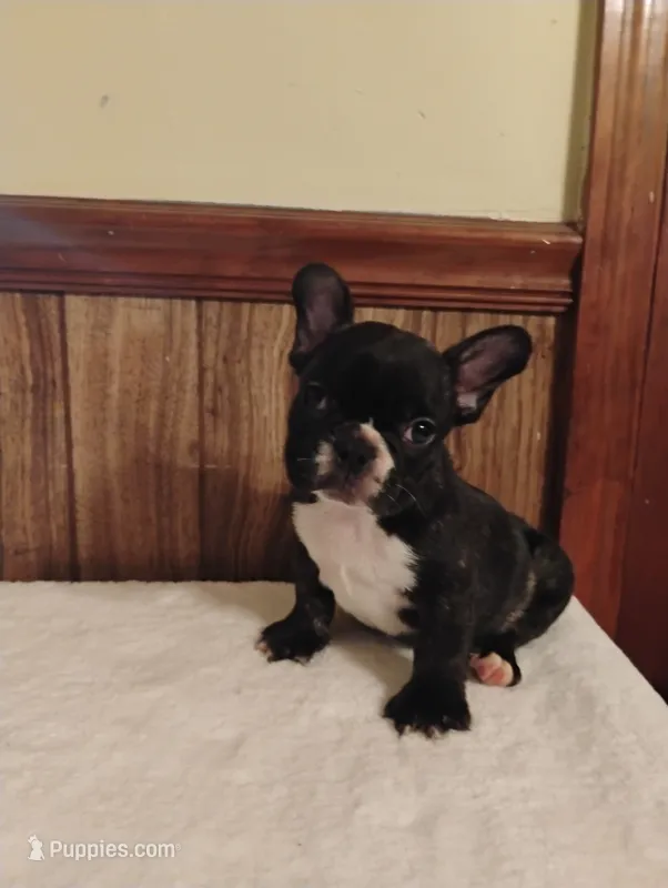 Hugo – French Bulldog puppy for sale in Stantonsburg, NC