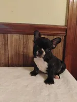 Hugo, a male French Bulldog for sale in Stantonsburg, NC – 1 of 10