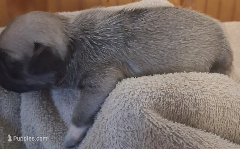 Lila – Pug puppy for sale in Stantonsburg, NC