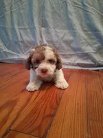 Weston, a male Shihpoo for sale in Stantonsburg, NC – 9 of 9