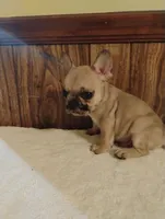 Ghost, a male French Bulldog for sale in Stantonsburg, NC – 4 of 10