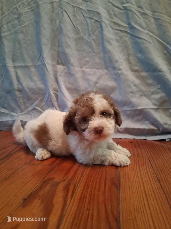 Weston – Shih Tzu puppy for sale in Stantonsburg, NC