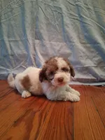Weston, a male Shih Tzu for sale in Stantonsburg, NC – 1 of 7
