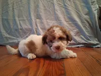 Weston, a male Shihpoo for sale in Stantonsburg, NC – 5 of 9
