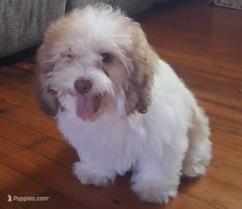 Weston – Shih Tzu puppy for sale in Stantonsburg, NC