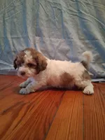 Weston, a male Shih Tzu for sale in Stantonsburg, NC – 2 of 7