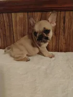Ghost, a male French Bulldog for sale in Stantonsburg, NC – 5 of 10