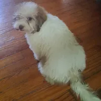 Weston, a male Shih Tzu for sale in Stantonsburg, NC – 3 of 4