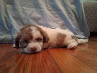 Weston, a male Shih Tzu for sale in Stantonsburg, NC – 4 of 7