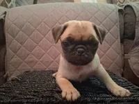 Holly, a female Pug for sale in Stantonsburg, NC – 6 of 6