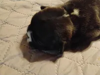 Hugo, a male French Bulldog for sale in Stantonsburg, NC – Photo 2 of 8